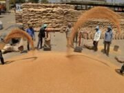Arhtiyas to go on strike today as wheat procurement begins – The Tribune Arhtiyas to go on strike today as wheat procurement begins - The Tribune