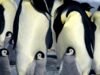 Emperor penguins listed as endangered species: IUCN Emperor penguins listed as endangered species: IUCN