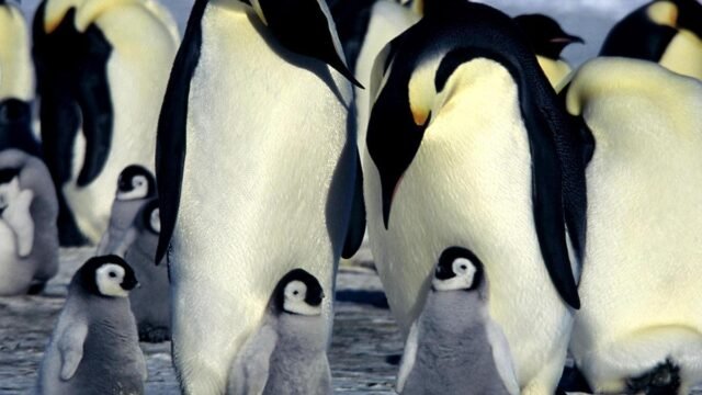 Emperor penguins listed as endangered species: IUCN Emperor penguins listed as endangered species: IUCN