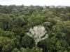 Tropical forest loss eases after record year: researchers Tropical forest loss eases after record year: researchers