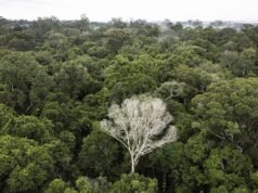 Tropical forest loss eases after record year: researchers Tropical forest loss eases after record year: researchers