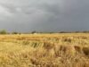 Unseasonal rain, hailstorm damage wheat crop across Malwa region in Punjab – The Tribune Unseasonal rain, hailstorm damage wheat crop across Malwa region in Punjab - The Tribune