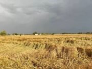 Unseasonal rain, hailstorm damage wheat crop across Malwa region in Punjab – The Tribune Unseasonal rain, hailstorm damage wheat crop across Malwa region in Punjab - The Tribune