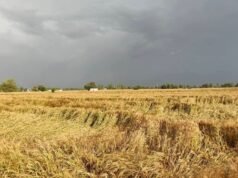 Unseasonal rain, hailstorm damage wheat crop across Malwa region in Punjab – The Tribune Unseasonal rain, hailstorm damage wheat crop across Malwa region in Punjab - The Tribune