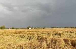 Unseasonal rain, hailstorm damage wheat crop across Malwa region in Punjab – The Tribune Unseasonal rain, hailstorm damage wheat crop across Malwa region in Punjab - The Tribune