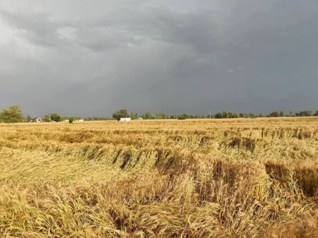 Unseasonal rain, hailstorm damage wheat crop across Malwa region in Punjab - The Tribune