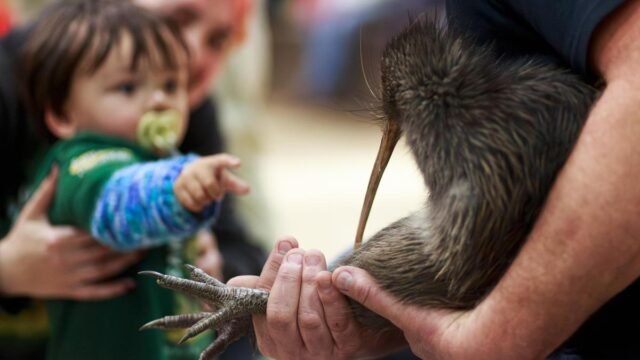 A citizen campaign returns iconic kiwi birds to New Zealand’s capital after a century-long absence