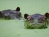 Can relocating Pablo Escobar’s hippos to Anant Ambani’s Vantara solve Colombia’s problem? Can relocating Pablo Escobar’s hippos to Anant Ambani’s Vantara solve Colombia’s problem?
