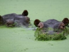 Can relocating Pablo Escobar’s hippos to Anant Ambani’s Vantara solve Colombia’s problem? Can relocating Pablo Escobar’s hippos to Anant Ambani’s Vantara solve Colombia’s problem?