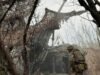 Hezbollah adopts new weapon: Fibre-optic drones, used widely in war in Ukraine Hezbollah adopts new weapon: Fibre-optic drones, used widely in war in Ukraine