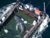 Humpback whale ‘Timmy’ released in North Sea after weeks stranded off Germany Humpback whale 'Timmy' released in North Sea after weeks stranded off Germany