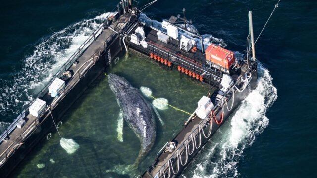 Humpback whale 'Timmy' released in North Sea after weeks stranded off Germany