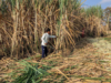 India Imposes Sugar Export Ban Till September 30 Amid Domestic Supply Concerns US President Donald Trump received a red carpet welcome by China at Beijing airport