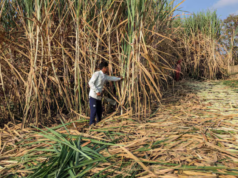 India Imposes Sugar Export Ban Till September 30 Amid Domestic Supply Concerns US President Donald Trump received a red carpet welcome by China at Beijing airport