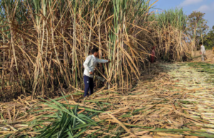 India Imposes Sugar Export Ban Till September 30 Amid Domestic Supply Concerns US President Donald Trump received a red carpet welcome by China at Beijing airport