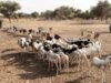 Nigerian, Beninese militias kill scores of herders Nigerian, Beninese militias kill scores of herders