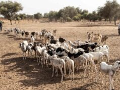 Nigerian, Beninese militias kill scores of herders Nigerian, Beninese militias kill scores of herders