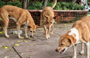 Two-Year-Old Picked Up By Stray Dogs, Later Mauled To Death In Rajasthan’s Jhalawar Kolkata Knight Riders' Finn Allen plays a shot during the Indian Premier League cricket match between Delhi Capitals and Kolkata Knight Riders in New Delhi, India, Friday, May 8, 2026. (AP Photo/Manish Swarup)