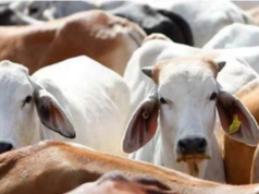 West Bengal Govt Announces Enforcement Of Cow Slaughter Law, Crack Down On Illegal Trade Trump received a red carpet welcome by China at Beijing airport.