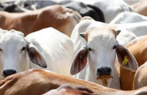 West Bengal Govt Announces Enforcement Of Cow Slaughter Law, Crack Down On Illegal Trade Trump received a red carpet welcome by China at Beijing airport.